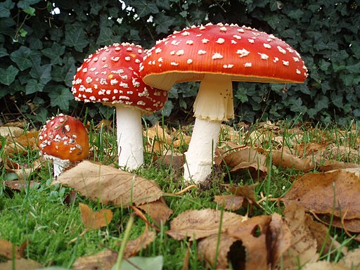 Imatge de 3 exemplars del bolet Reig Bord (amanita muscaria) en diferents estats de creixement. A l'esquerra l'exemplar més jove i petit, amb el peu blau i el capell, en forma de mig ou, vermellós amb el puntejat blanc característic d'aquesta espècie. Al mig un exemplar més gran i vell amb el capell més obert i a la dreta del tot, l'exemplar més vell amb el capell obert ja en forma de paraigües i el peu blanc amb l'anella característica de les amanites just sota el barret.
