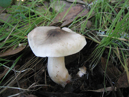 Exemplar del bolet Tricholoma Pardinum o fredolic metzinós. Té un peu blanc força gruixut i un capell obert en forma de barret amb les ales una mica aixecades en aquest exemplar. Aquest capell és d'un puntejat gris que es va decolorant com més s'allunya del bony central del capell, fins a arribar al blanc
