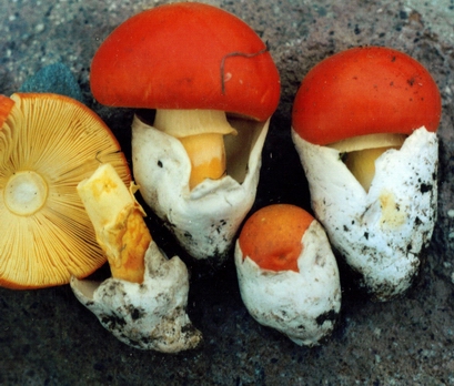 Diversos exemplars d'Amanita Cesarea, bolet conegut també com a ou de reig, en diferents estadis de creixement. El tercer exemplar començant per l'esquerra és el més jove. Veiem una estructura de color i forma similar al rovell d'un ou dur eclosionant d'un embolcall blanc. A la seva dreta un exemplar més gran ja sortit del tot de l'embolcall blanc. El capell encara és una mitja esfera d'un color taronja més fort. S'aprecia un peu de color ataronjat amb un anell en forma de faldilla que l'envolta just per sota el capell. El segon exemplar per l'esquerra és més gran, amb el barret més obert i la faldilla arrapada al peu. L'exemplar més vell, a l'esquerra té separat el barret, que veiem per sota apreciant les làmines d'un color taronja clar. Veiem el peu, més descolorit amb el vel envoltant-lo formant l'anell característic de les amanites