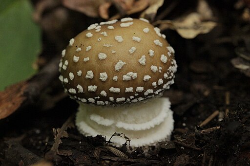 Exemplar de pixacà o amanita pantherina. Aquest exemplar de bolet en concret té un peu blanc gruixut amb el vel o anell característic de les amanites. El peu sosté un barret semiesfèric de color marró verdós amb molts punts blancs