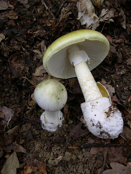 Fotografia de dos exemplars del bolet farinera borda (Amanita phalloides) sobre un sòl boscós amb fullaraca. A l'esquerre un exemplar petit arrelat, amb el peu blanc i el capell majoritàriament blanc amb un lleuger degradat cap a verd. A la dreta un exemplar més gran, arrancat i posat al costat. Es pot apreciar el capell verdós i la resta del bolet de color blanc. La tija és escamosa amb un cinturó poc per sota del capell i acaba en el peu blanc