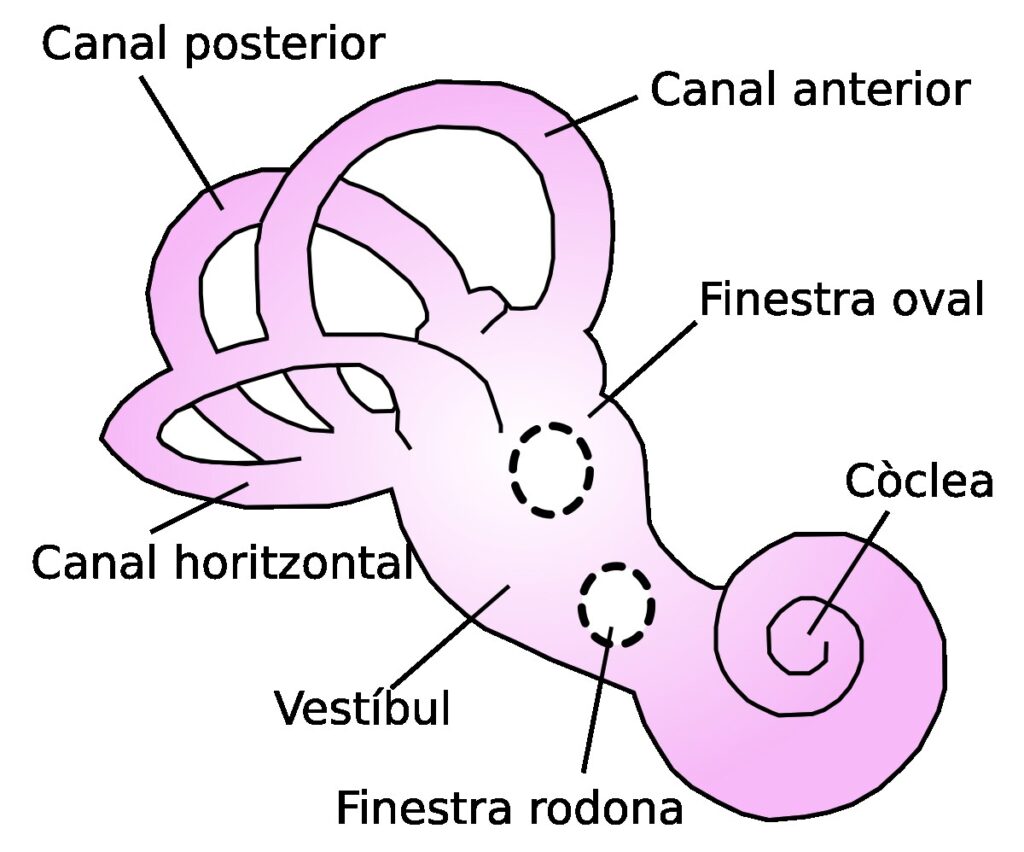 Diagrama de l'oïda interna