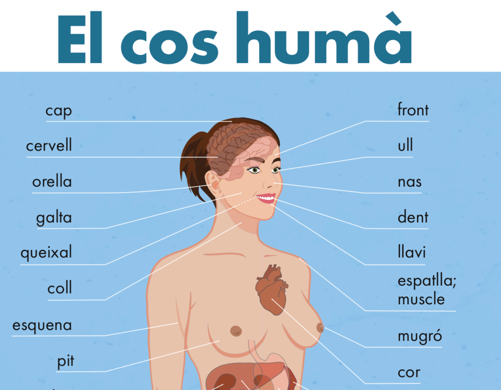 Retall d'un pòster de vocabulari d'anatomia en català. Sota el títol "El cos humà" hi apareix el tors d'una dona amb tot de línies assenyalant diferents parts del cos o òrgans